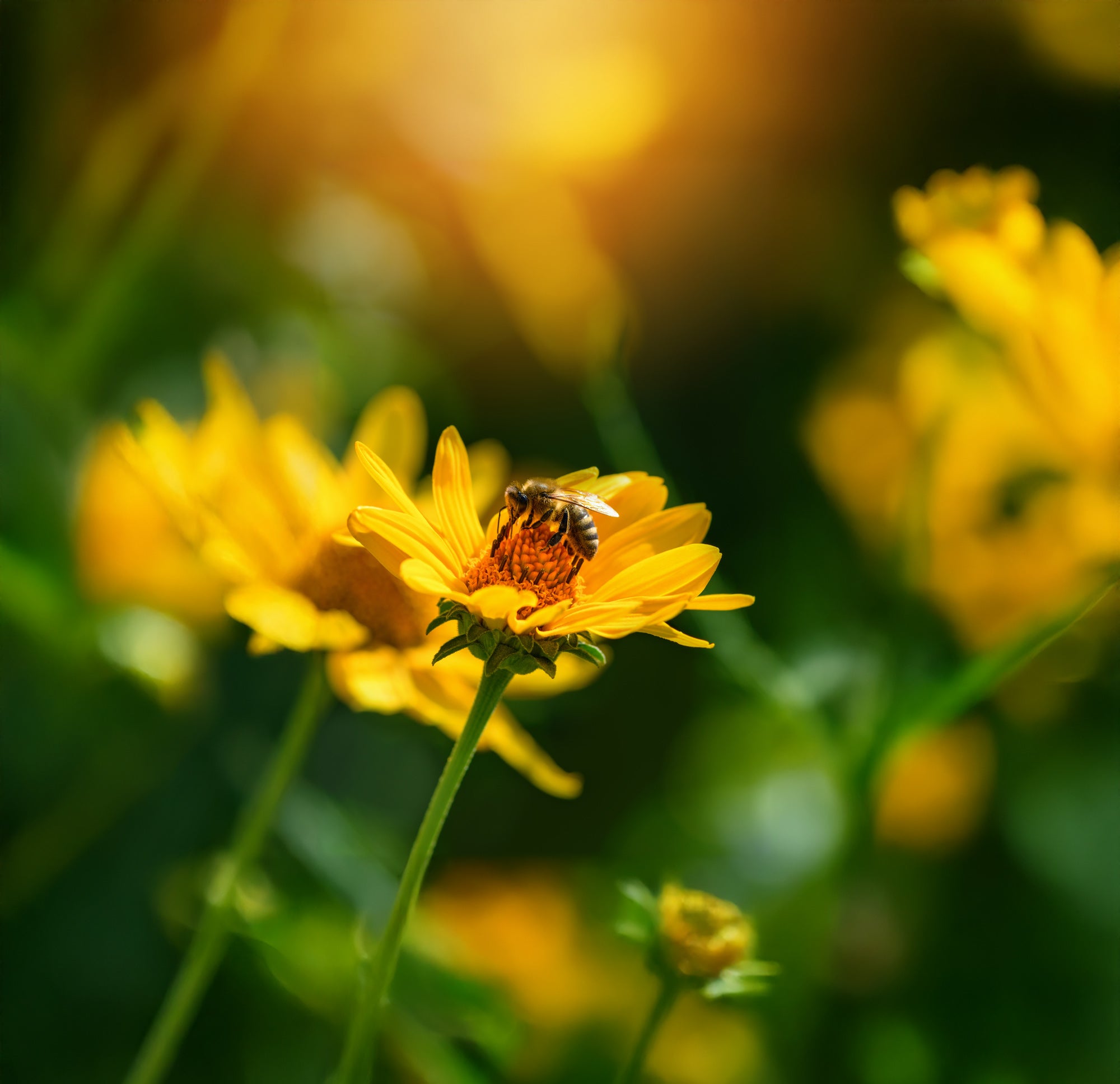 bee on flower